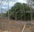 _retained native trees and yew in background, decomposing la